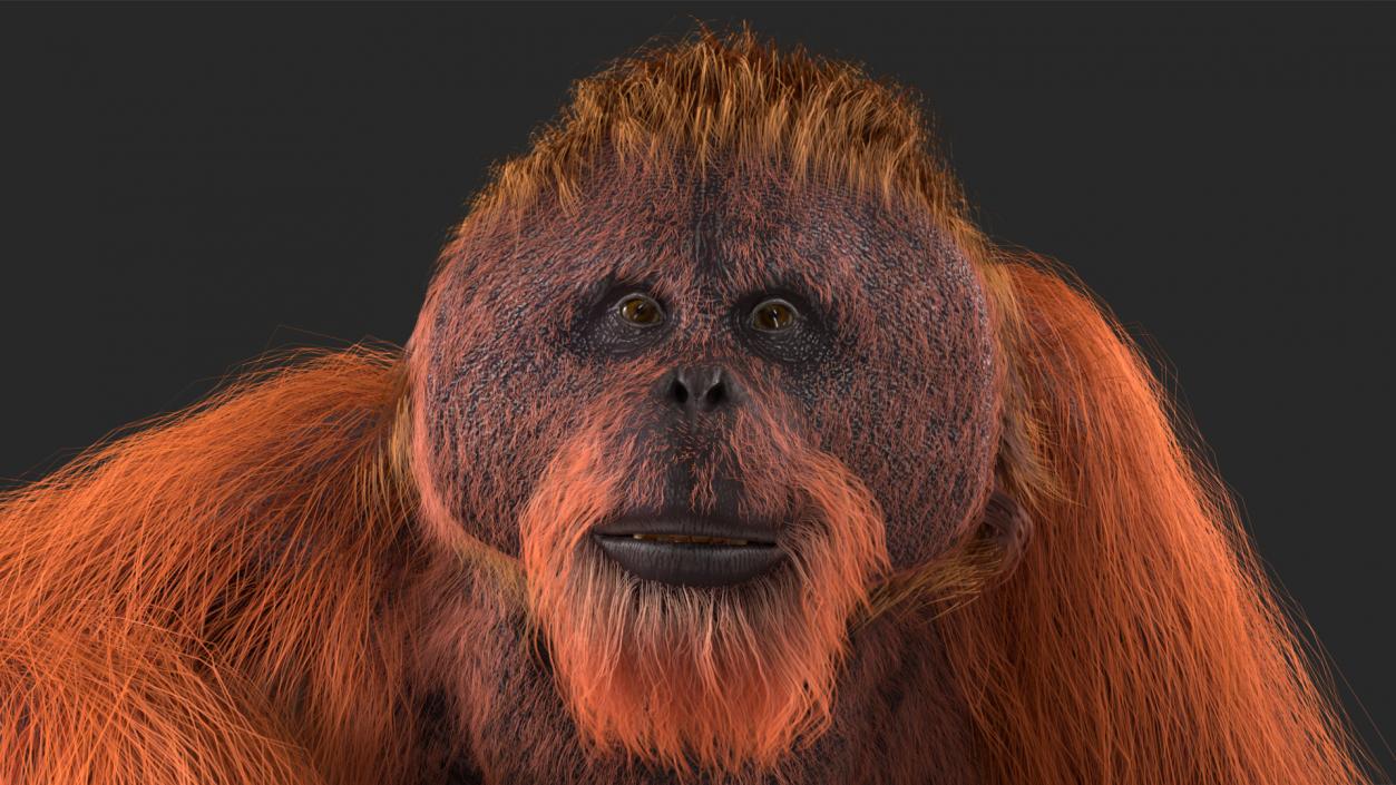 Tired Sitting Orangutan Fur 3D