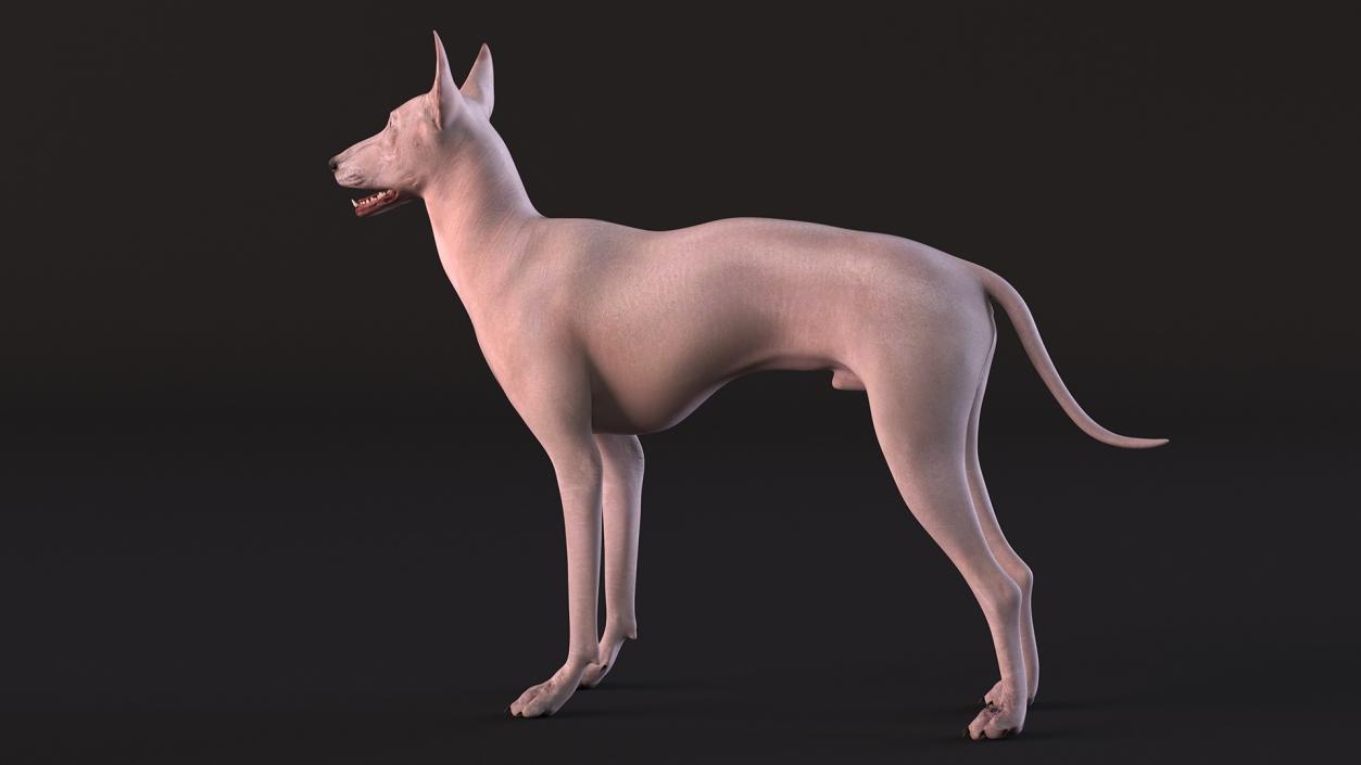 3D Xolo Hairless Mexican Dog Fawn Rigged for Cinema 4D