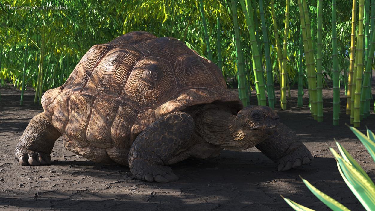 3D model Dirty Huge Tortoise Lying Pose
