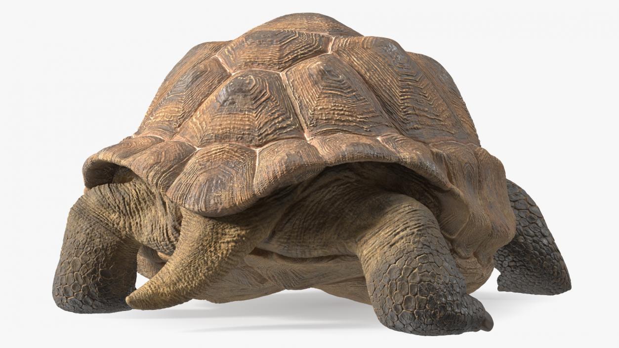 3D model Dirty Huge Tortoise Lying Pose