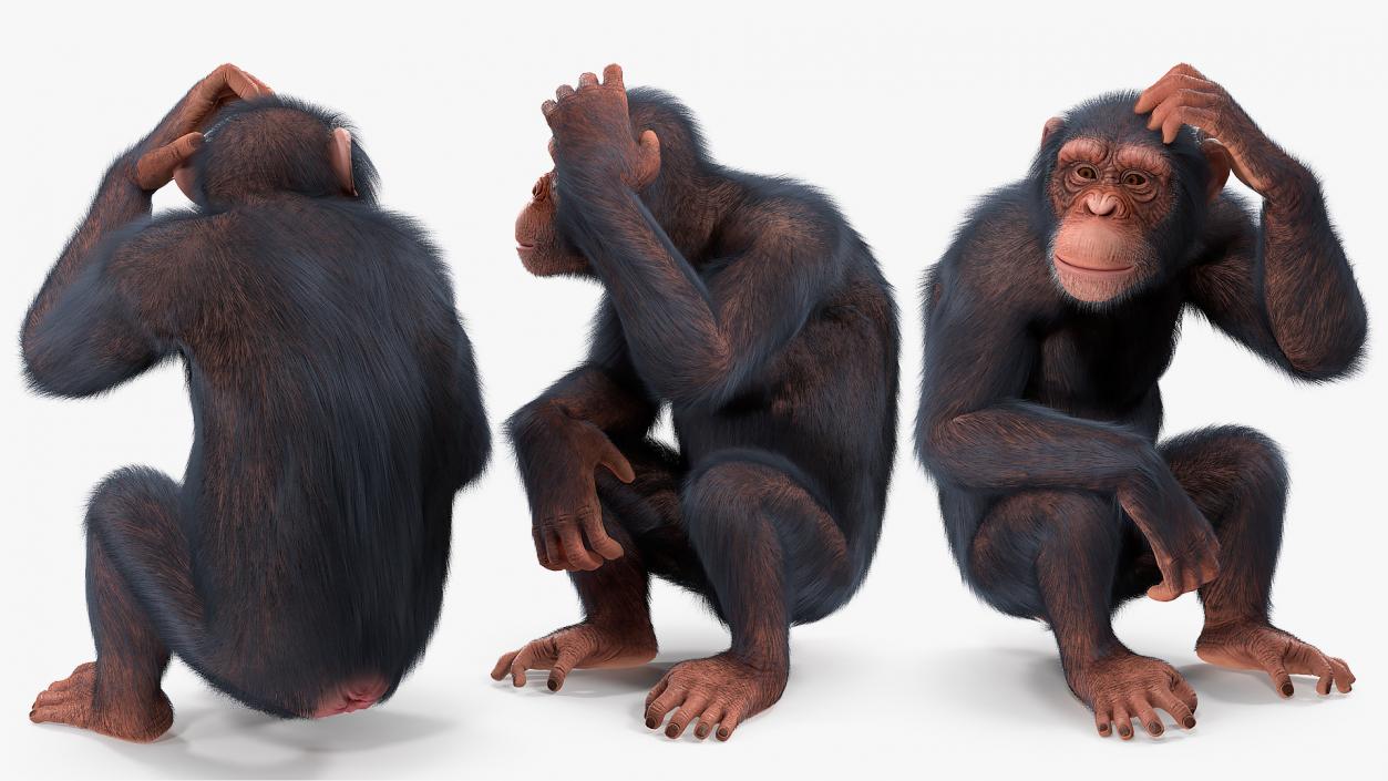 Animated Chimpanzee Walking Light Skin Fur Rigged 3D model