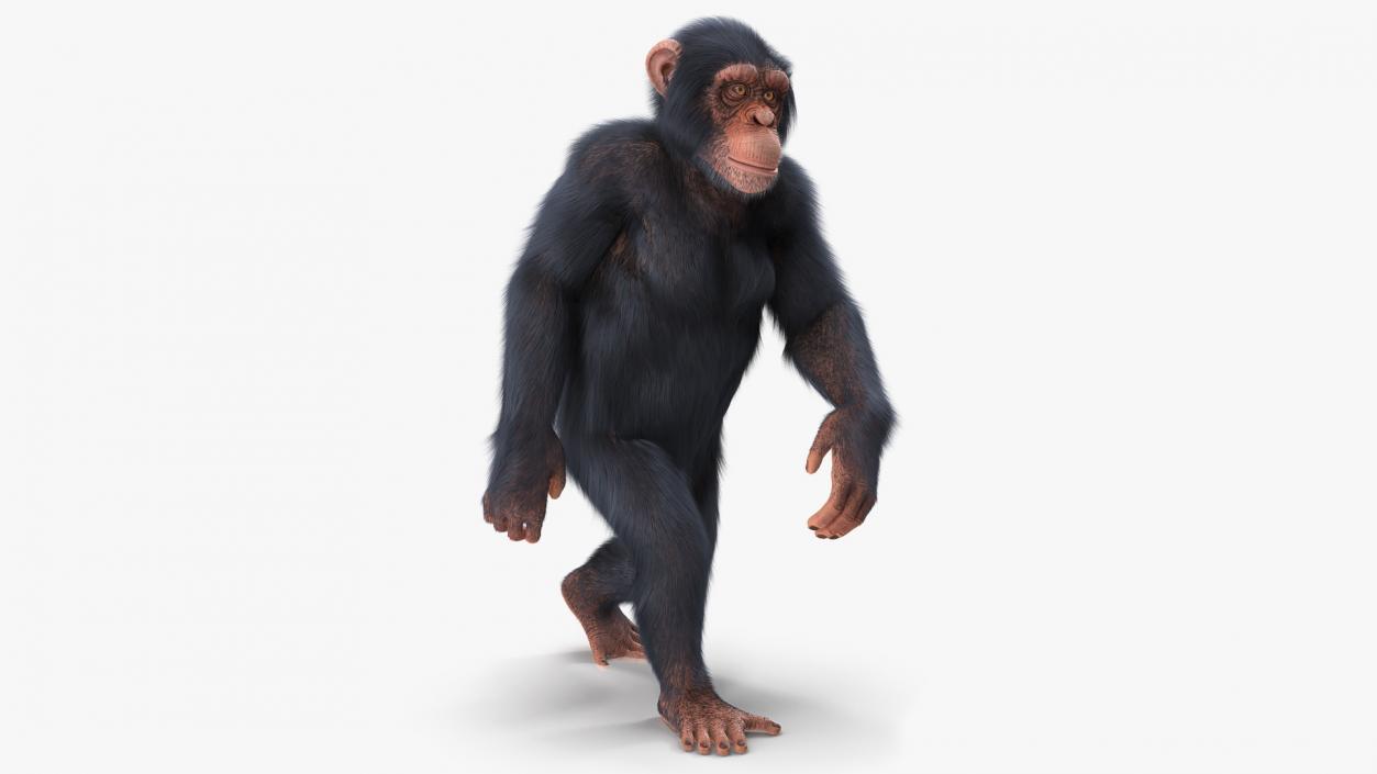 Animated Chimpanzee Walking Light Skin Fur Rigged 3D model