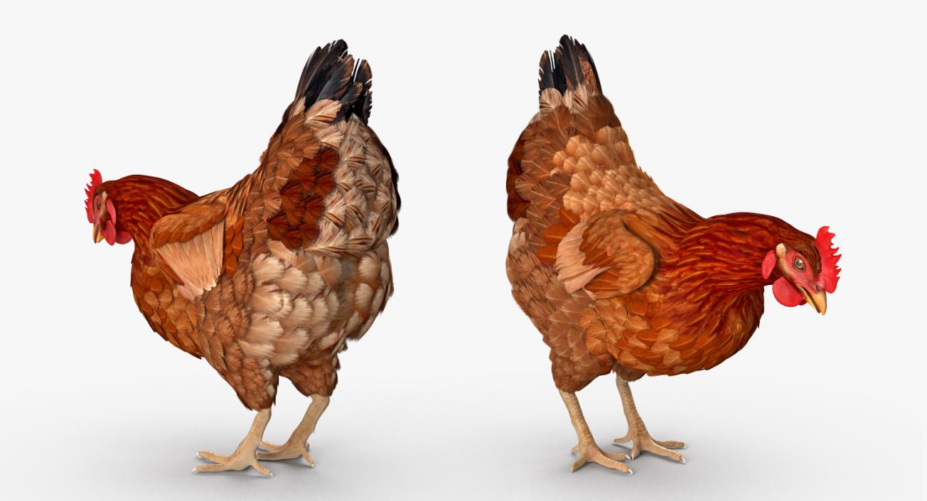 3D model Brown Chicken Eating