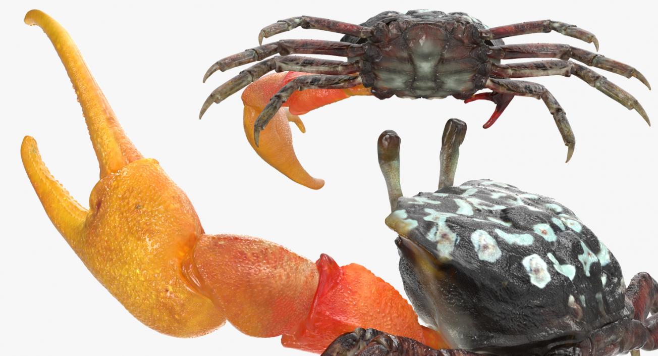 3D Calling Crab Fighting Pose