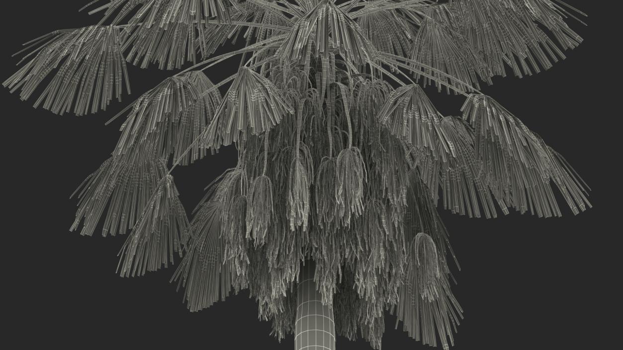 3D model Mexican Washingtonia Palm Tree