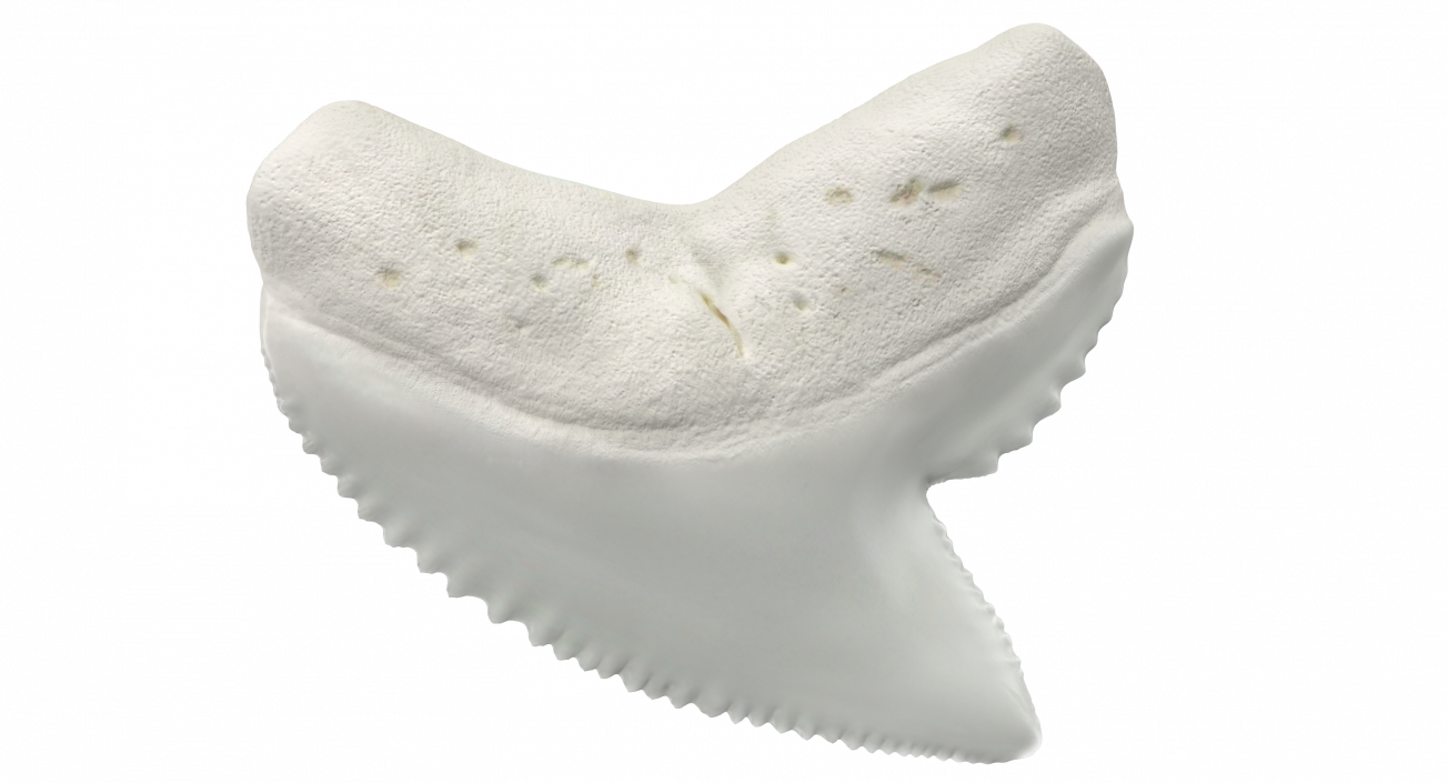 3D model Galeocerdo Aduncus Shark Tooth