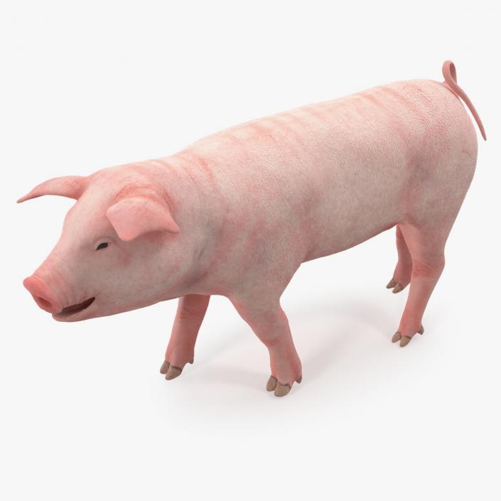 Pig Piglet Landrace Walking Pose 3D