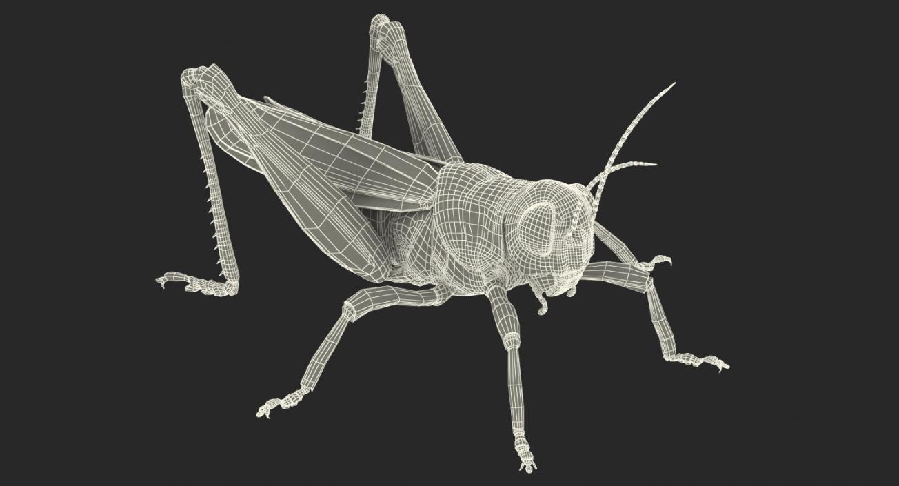 3D model Grasshopper with Fur
