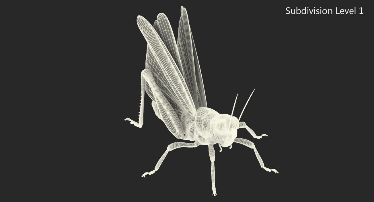3D Common Field Grasshopper with Fur model