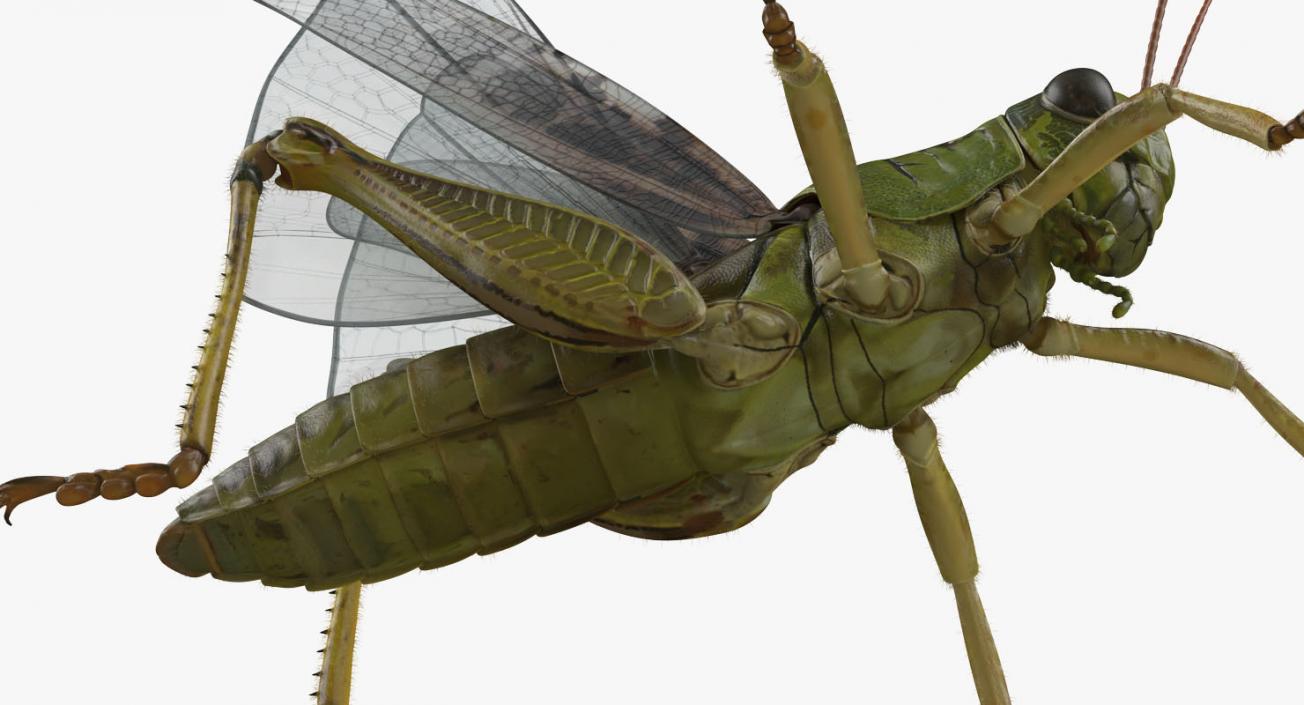 3D Common Field Grasshopper with Fur model