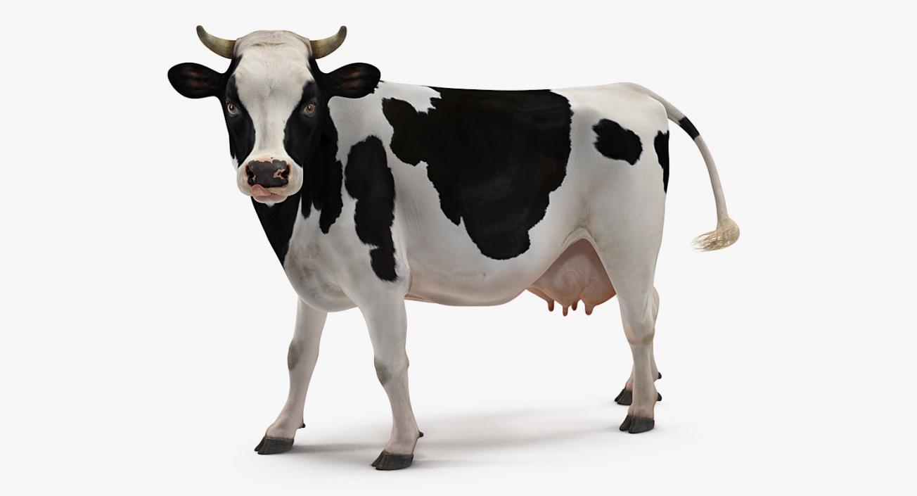 Holstein Cow 3d 3d Molier International
