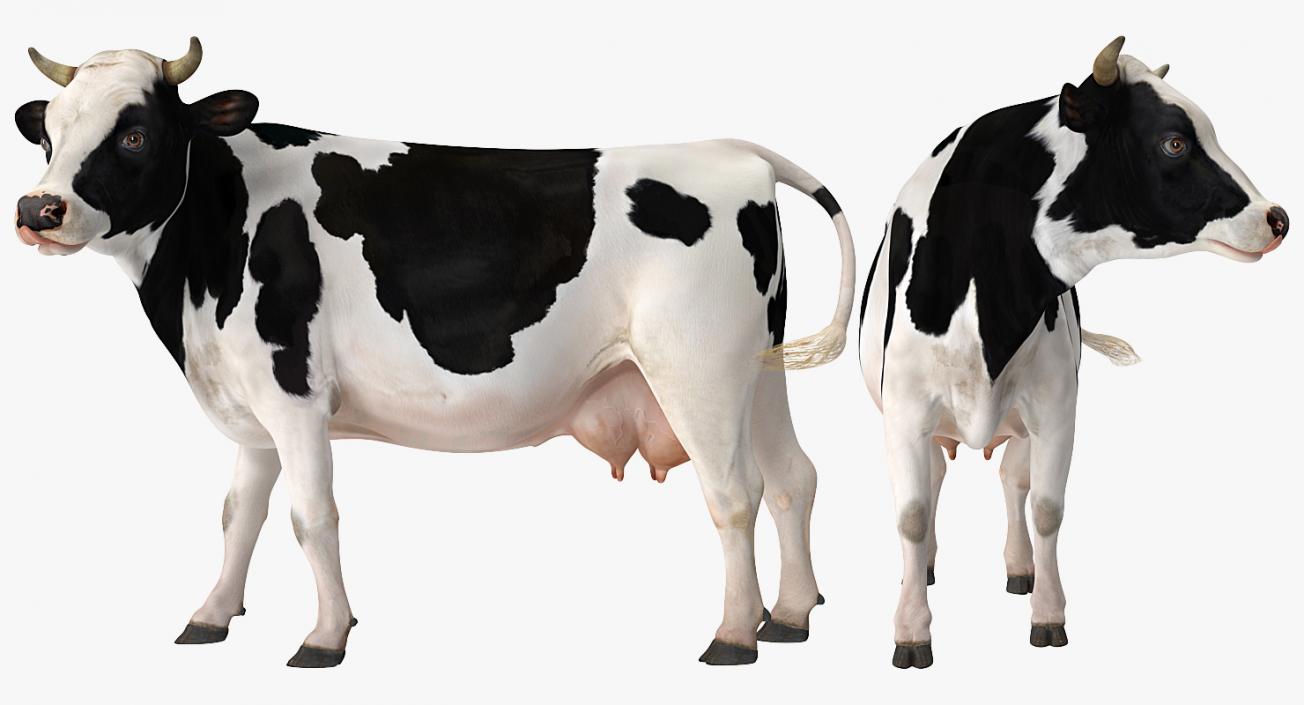 Holstein Cow 3d 3d Molier International