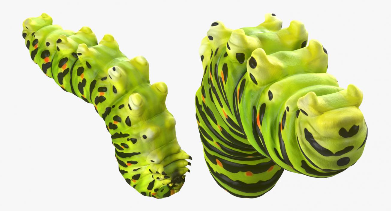 3D Papilio Machaon Caterpillar reeps model