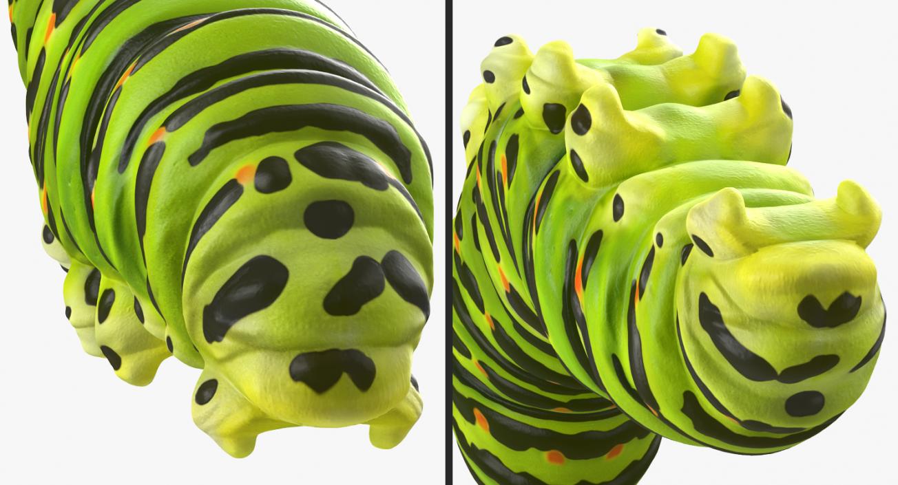 3D Papilio Machaon Caterpillar reeps model