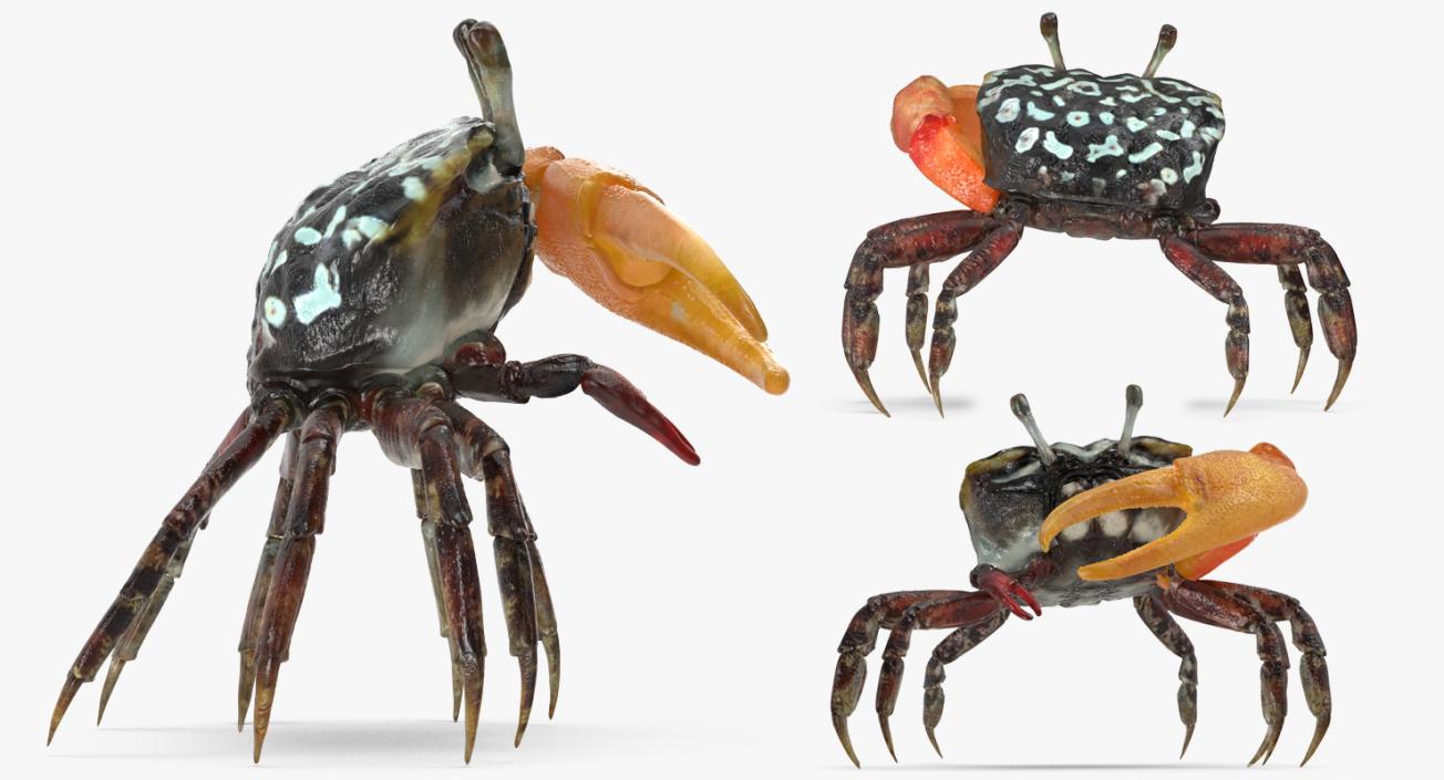 Fiddler Crab Rigged 3D model