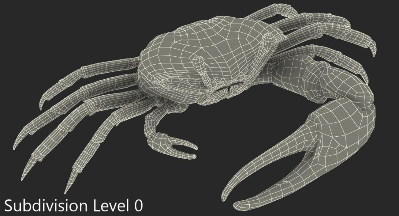 Fiddler Crab Rigged 3D model