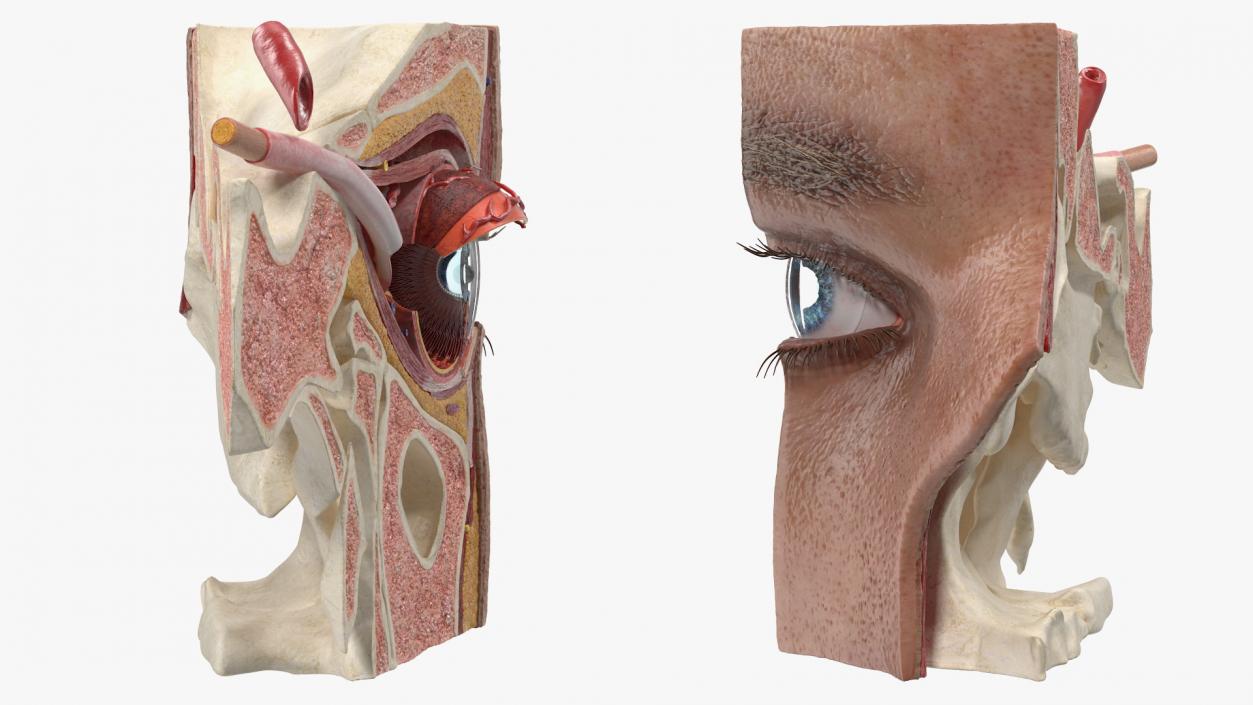 3D model Eye Anatomy Cross-Section Left