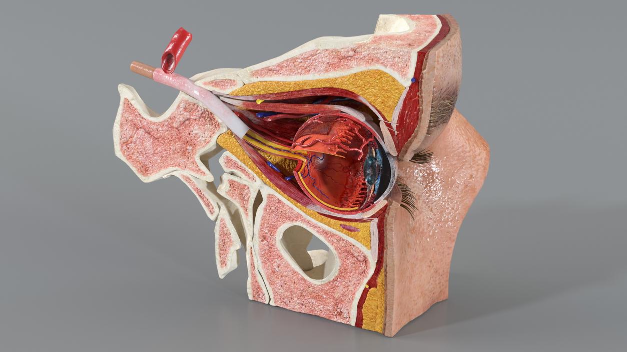 3D model Eye Anatomy Cross-Section Left