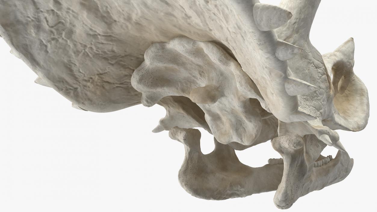 Triceratops Skull 3D