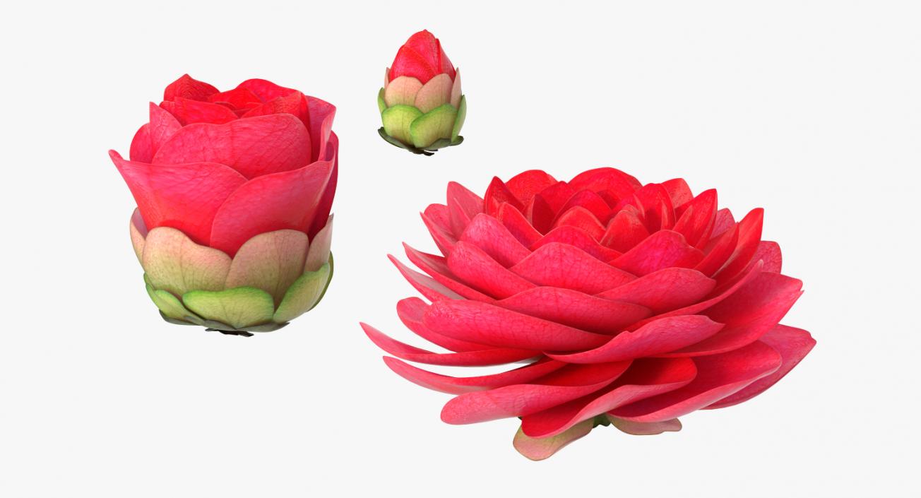 3D Garden Flower Camellia Red