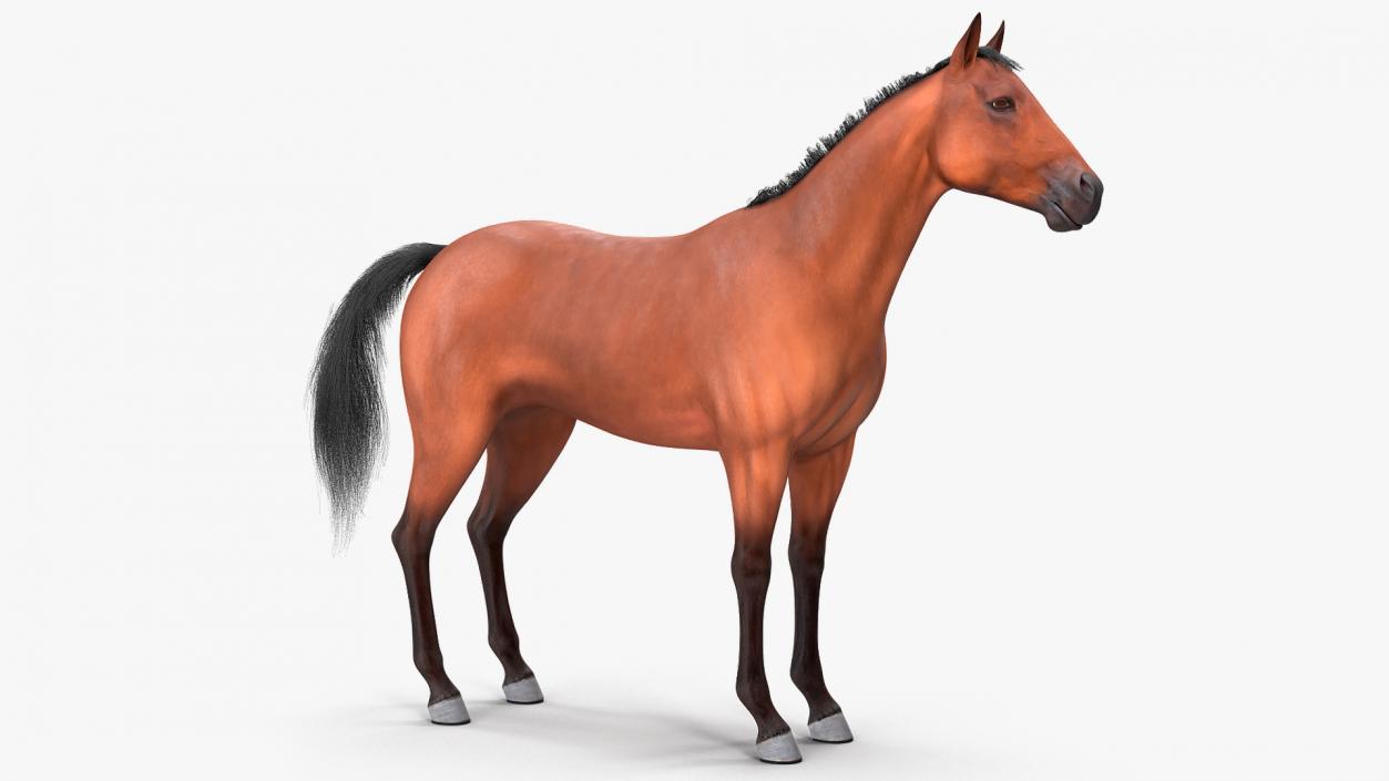 3D Bay Horse Fur model