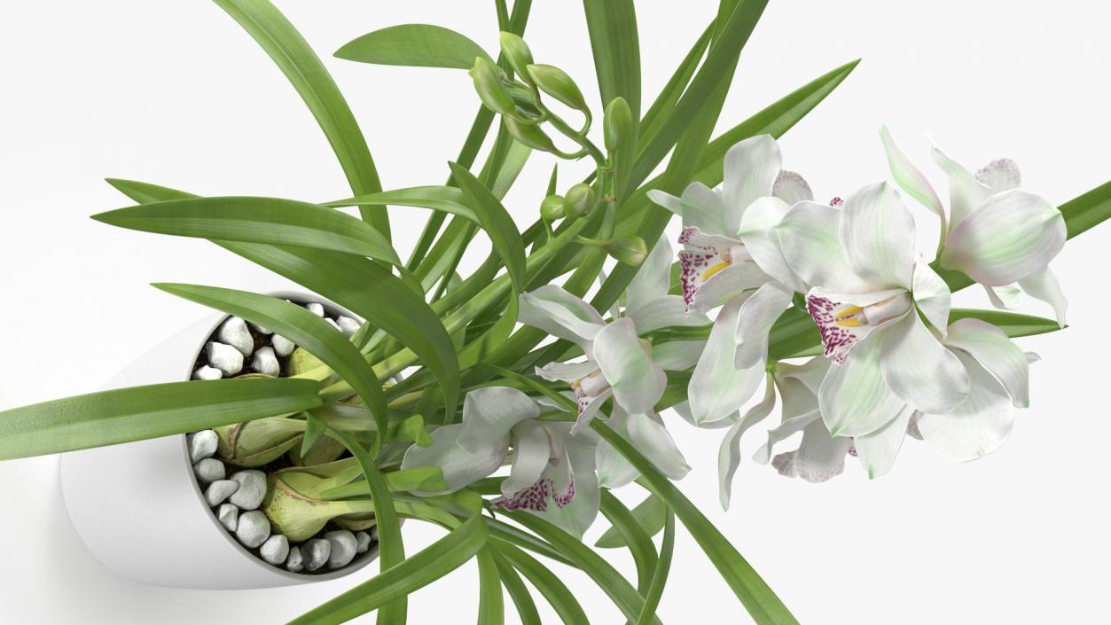 3D Orchid Pot White