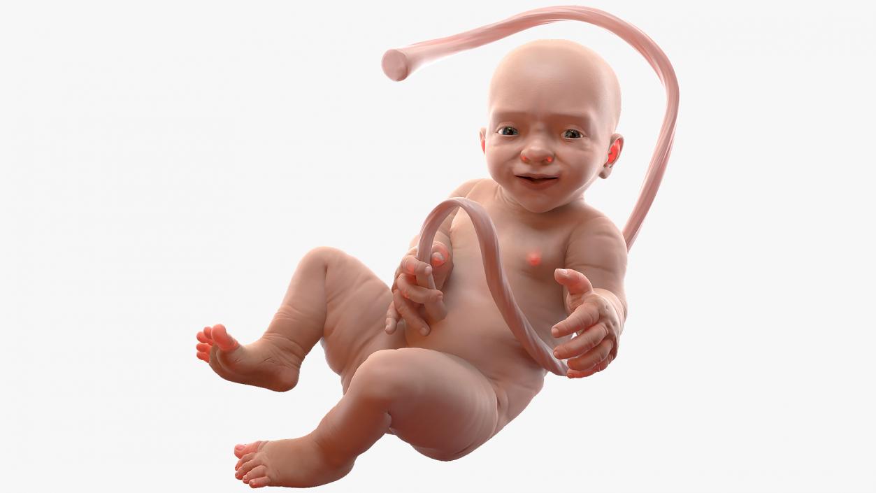 Baby Boy at 38 Weeks Rigged 3D