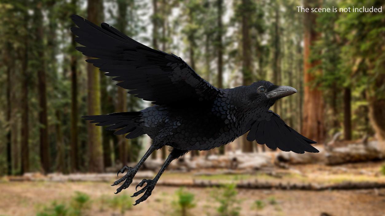 Raven Landing Animated Rigged 3D model