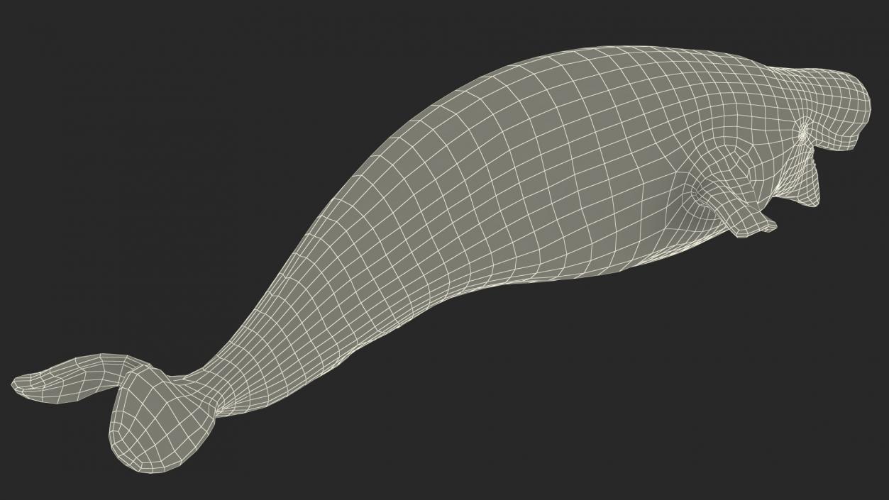 3D model Beluga Whale Adult Rigged