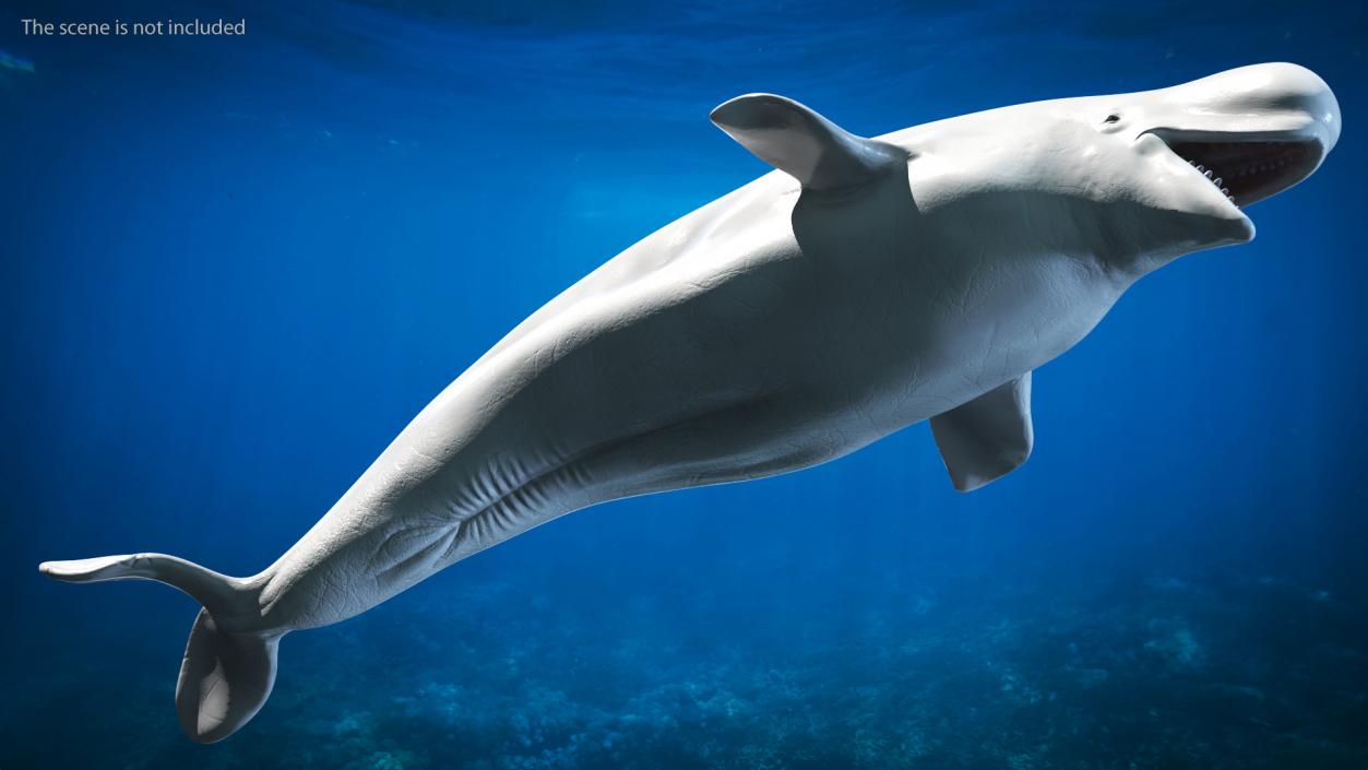 3D model Beluga Whale Adult Rigged