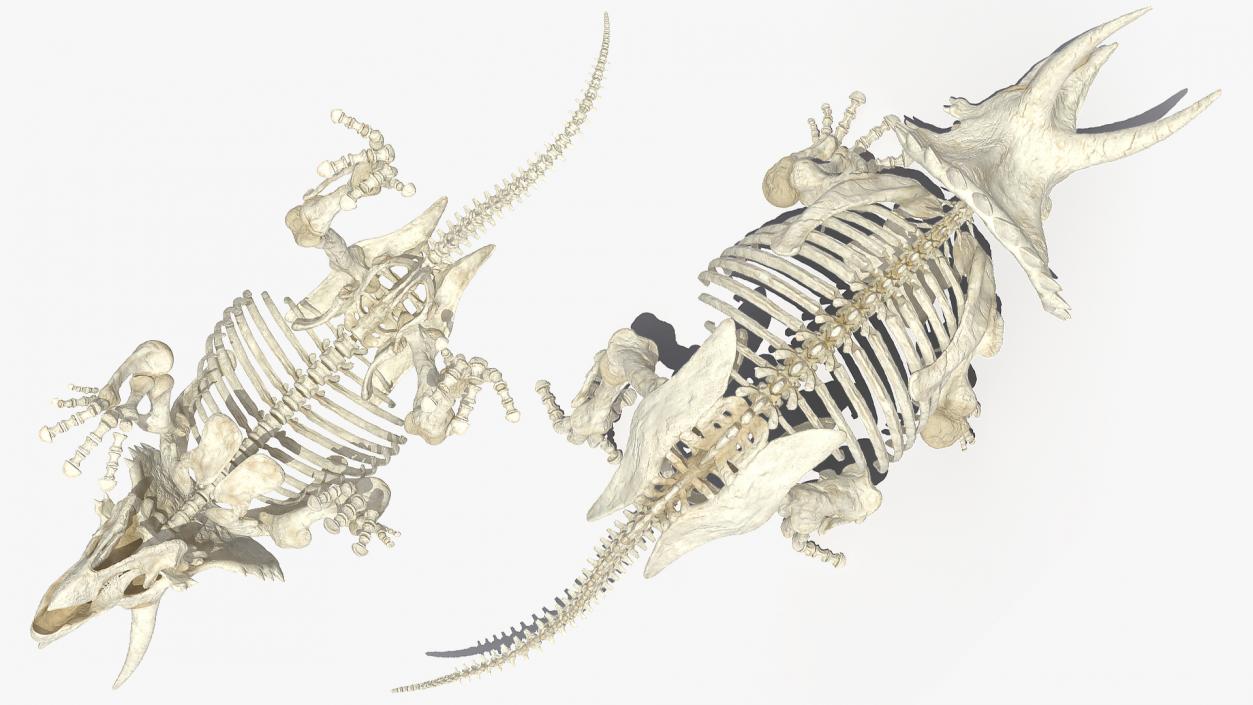Triceratops Horridus Skeleton Walking Pose 3D