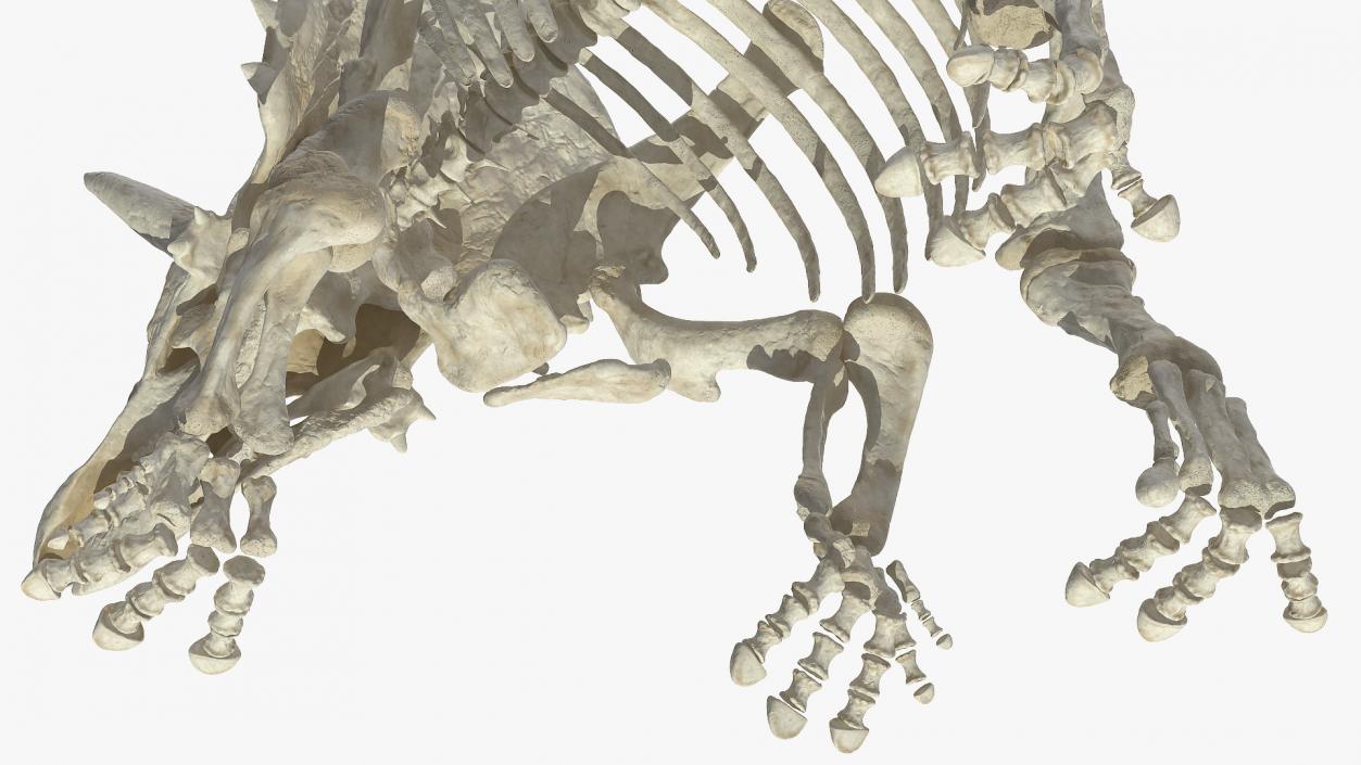 Triceratops Horridus Skeleton Walking Pose 3D