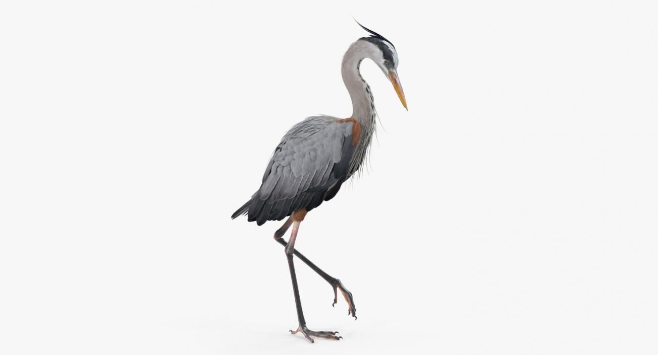 3D model Grey Heron Standing on One Leg