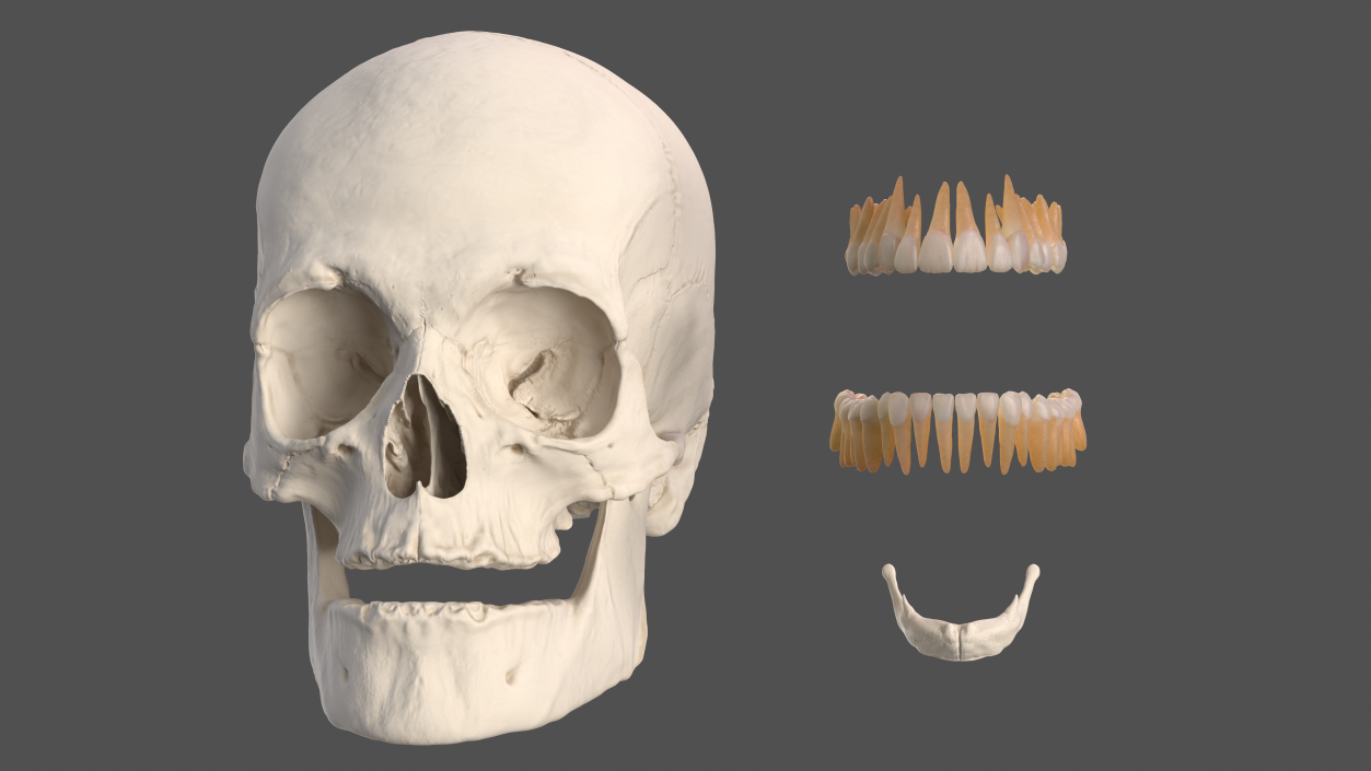 Human Head Full Anatomy and Skin 3D