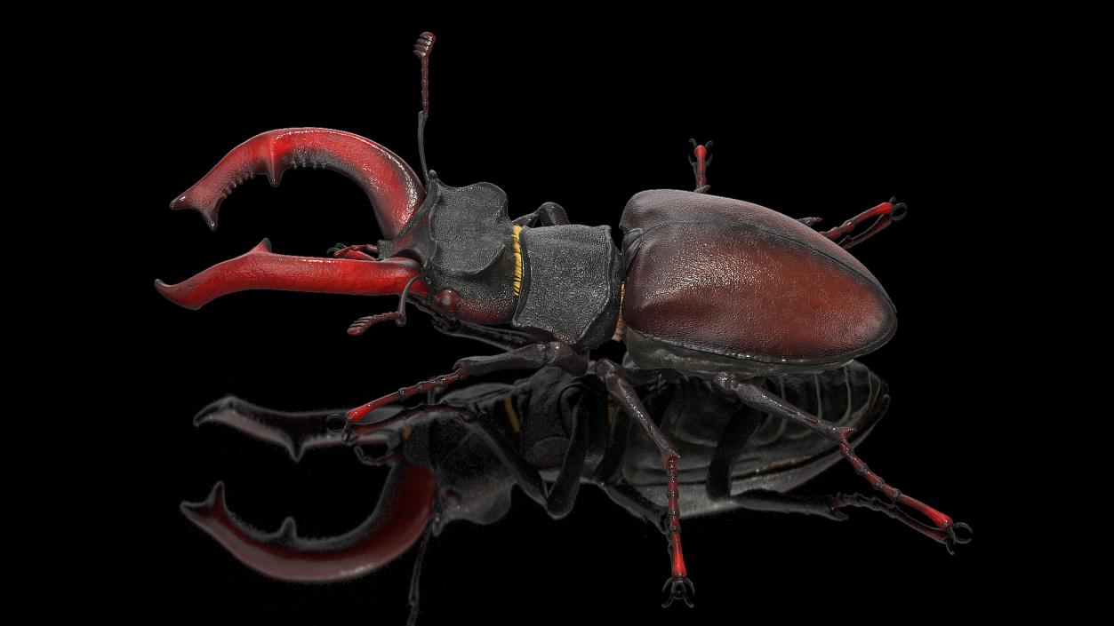 3D Lucanus Cervus Stag Beetle Walking Pose Fur model
