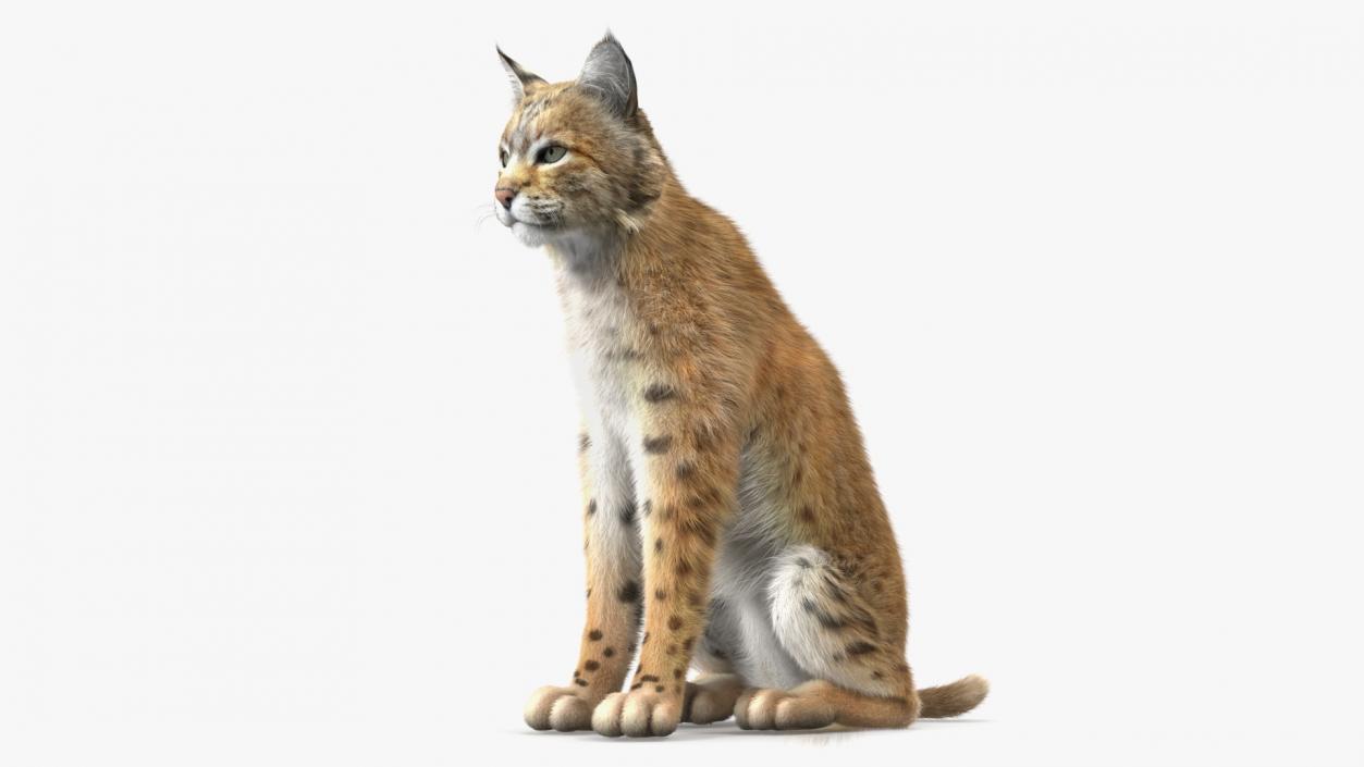 Lynx Rufus Sitting Fur 3D
