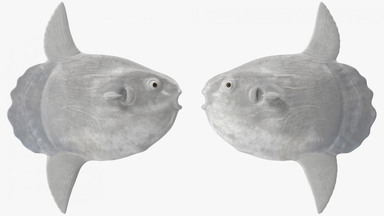 Ocean Sunfish Common Mola Rigged 3D