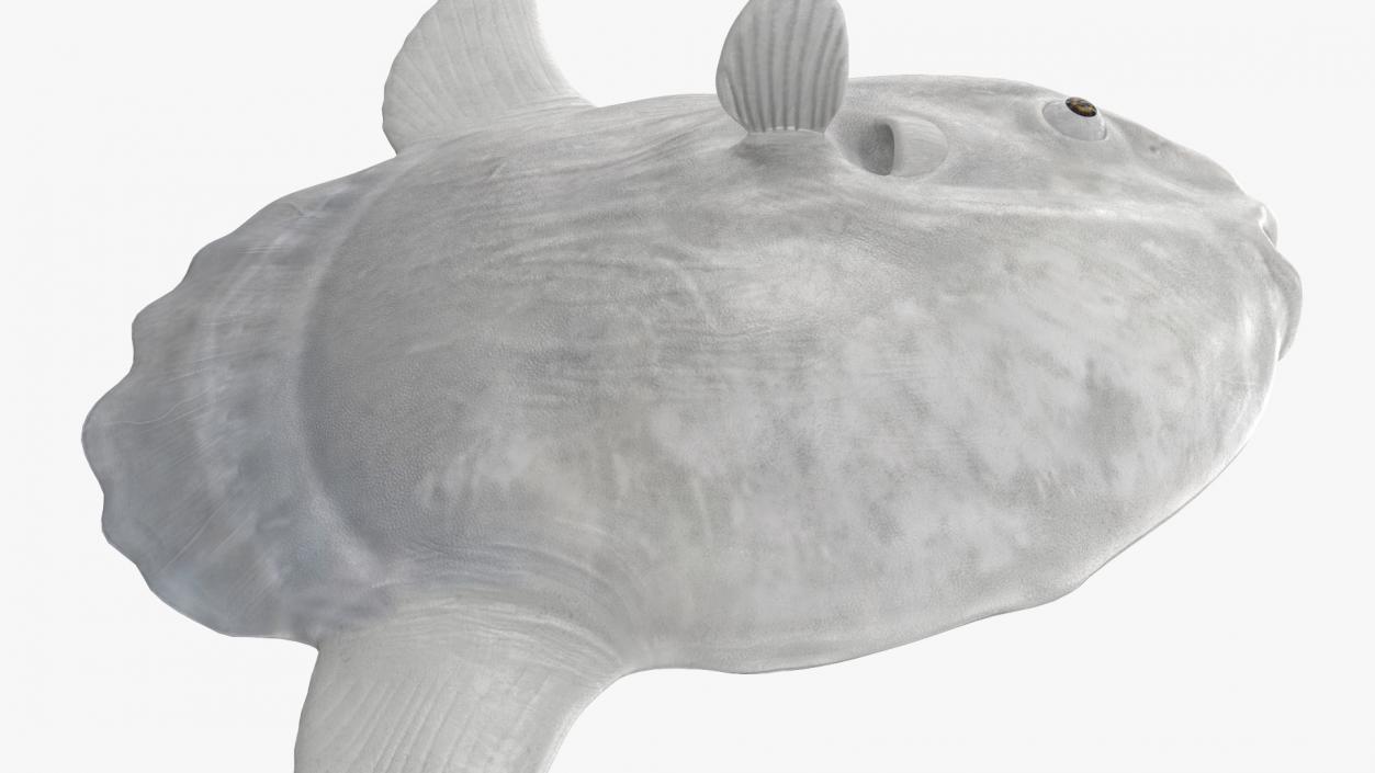 Ocean Sunfish Common Mola Rigged 3D