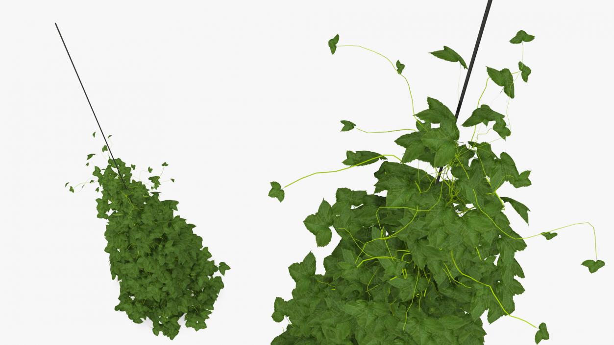 3D Growing Green Hop Plant model