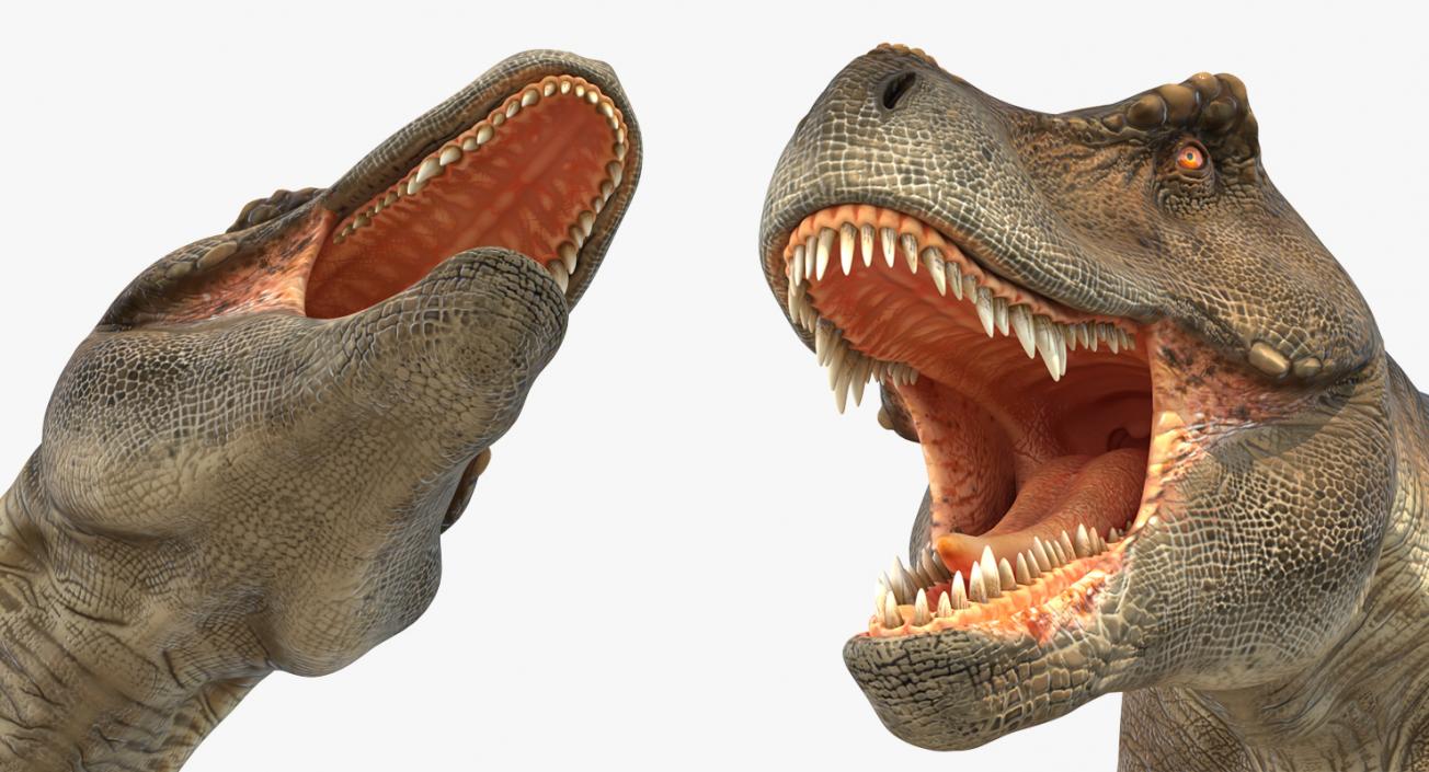 Tyrannosaurus Rex Rigged 3D model