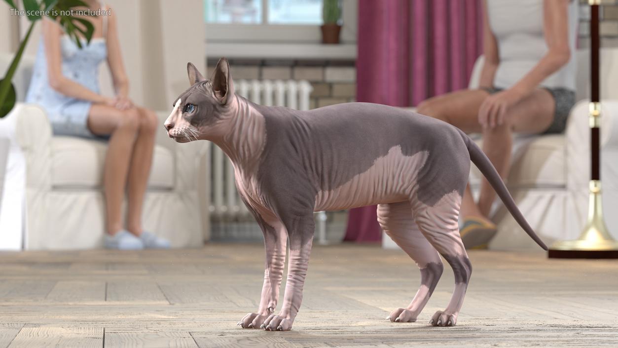 Sphynx Cat with Heterochromia 3D model