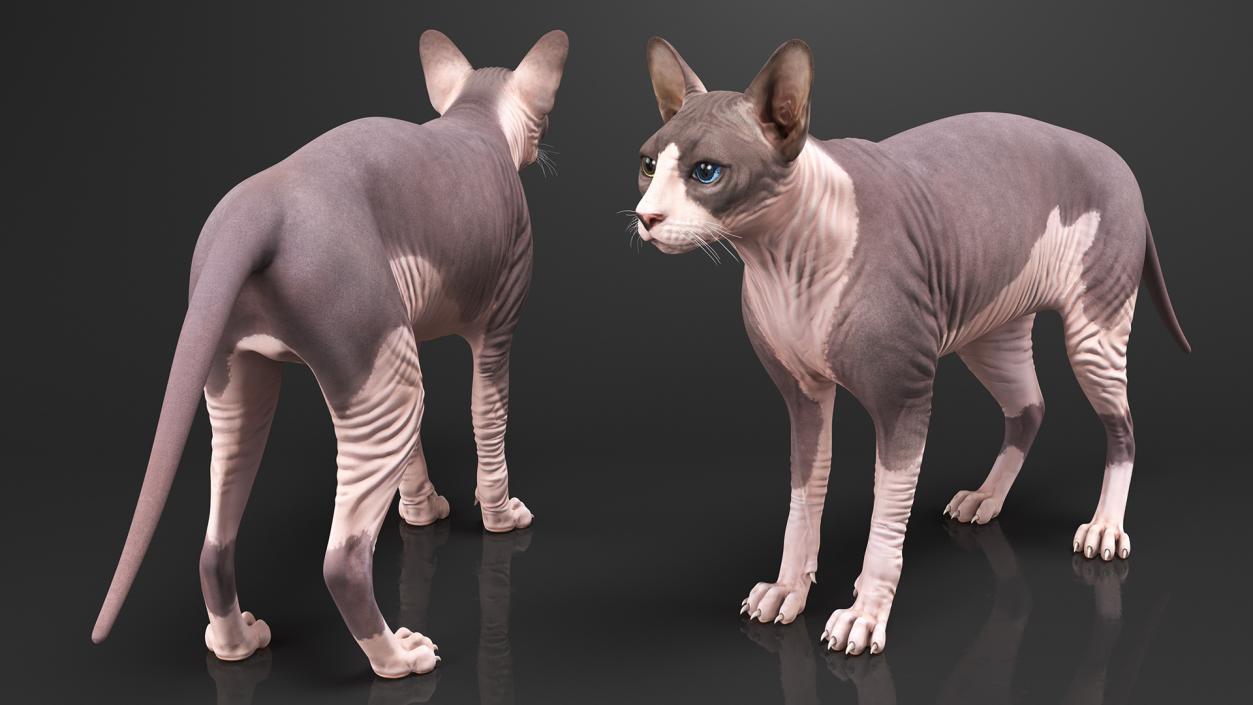 Sphynx Cat with Heterochromia 3D model