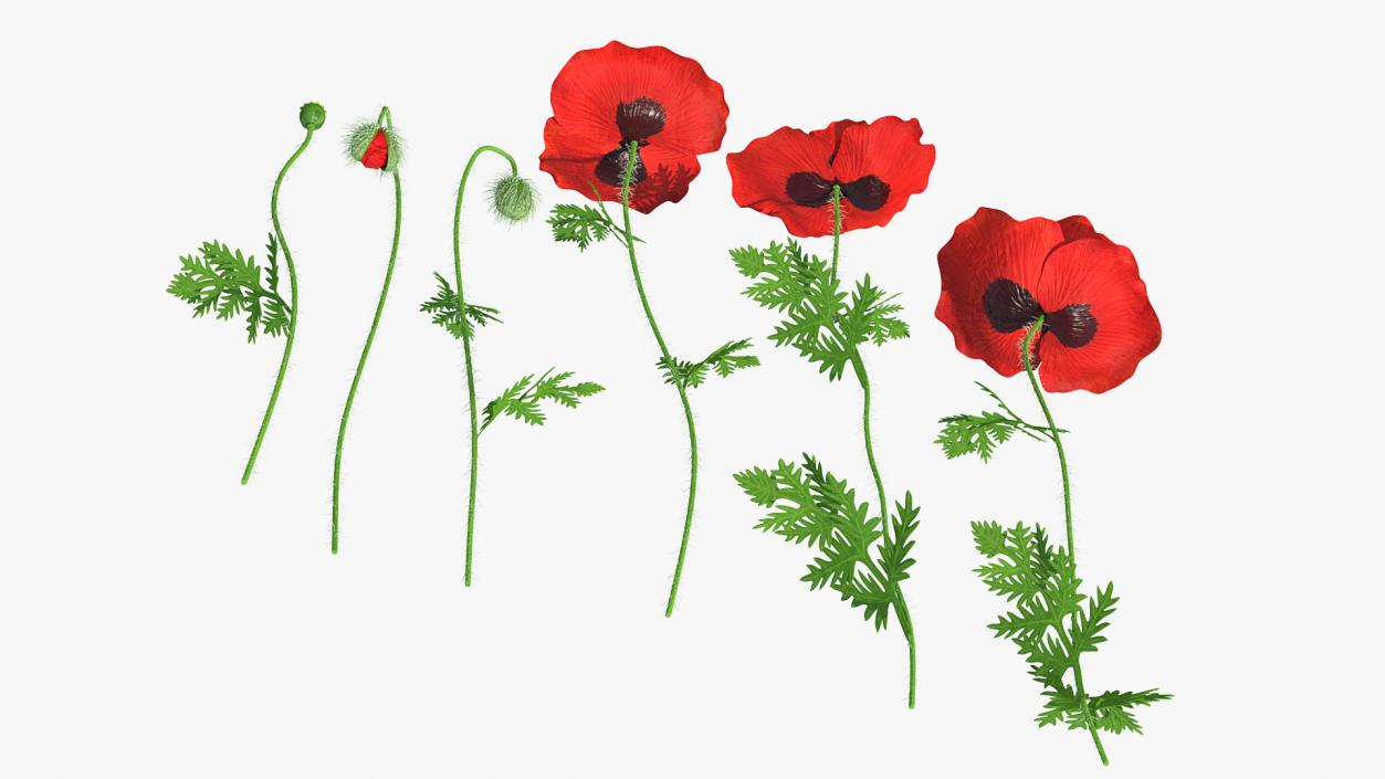 Stages of Poppy Flower Growth 3D model
