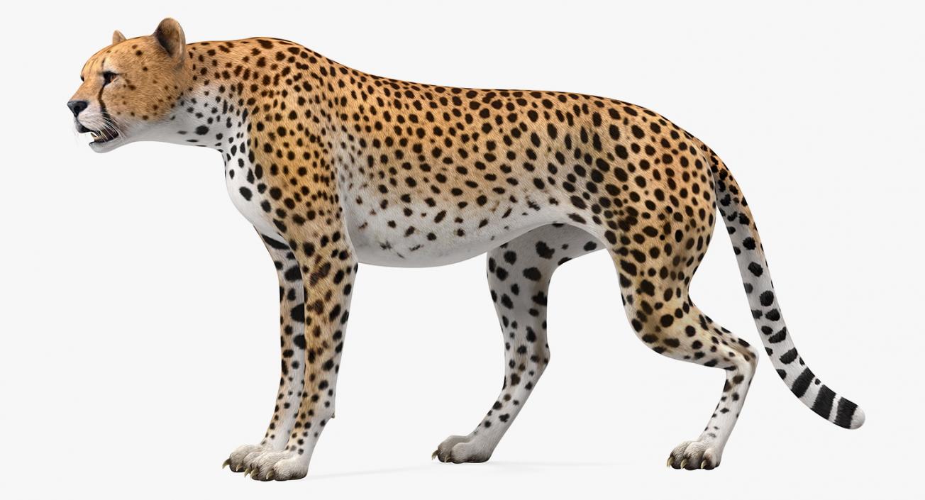 Cheetah Rigged 3D model