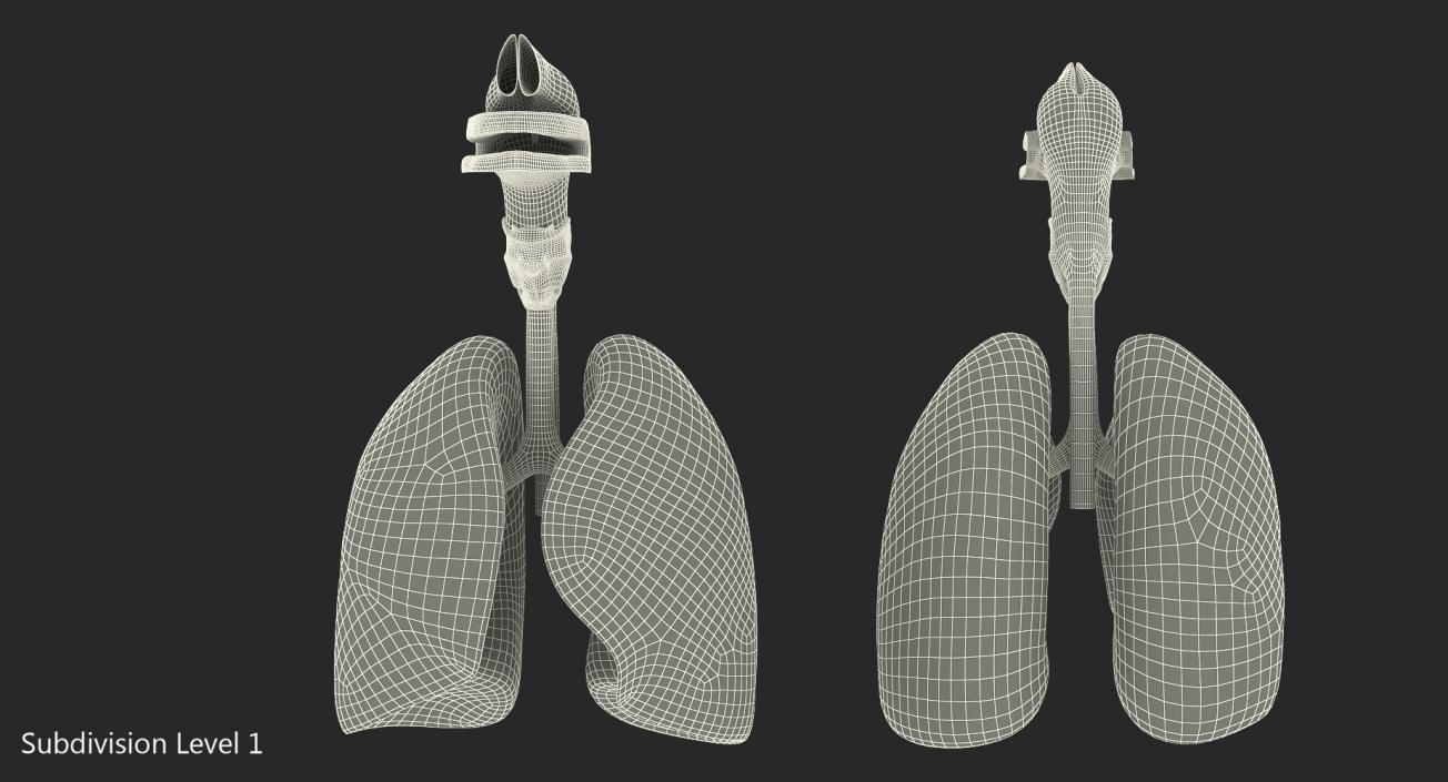 Human Respiratory System 3D model