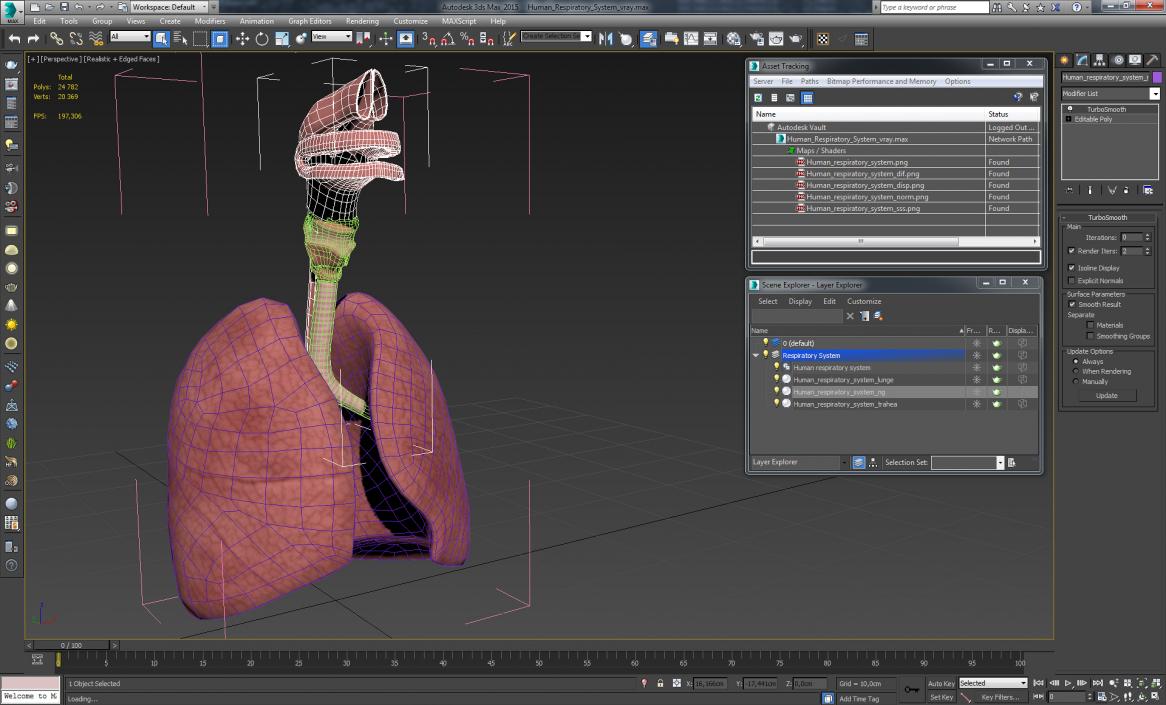 Human Respiratory System 3D model