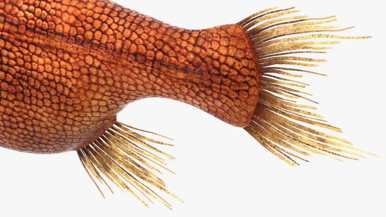 3D Common Fangtooth Fish