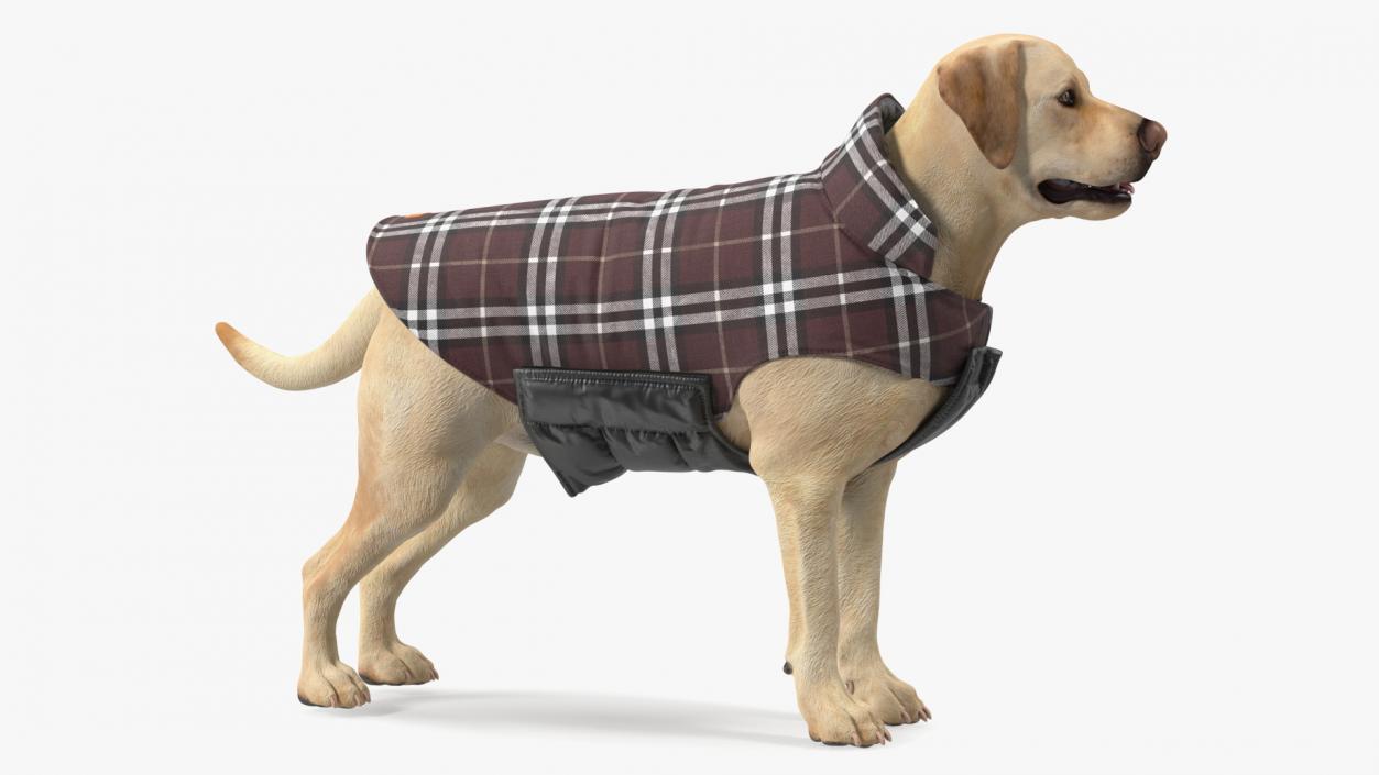 Labrador Wearing Brown Coat 3D