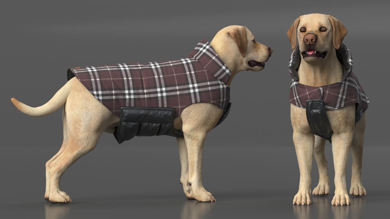 Labrador Wearing Brown Coat 3D