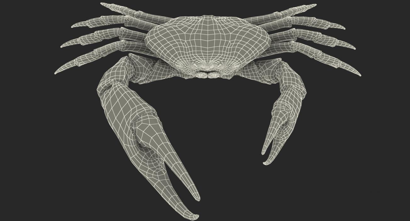 3D model Tasmanian Giant Crab